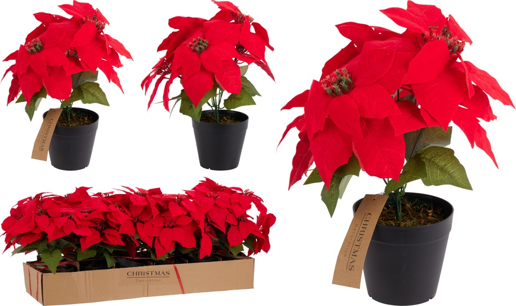 Poinsettia en pot 30cm Rouge