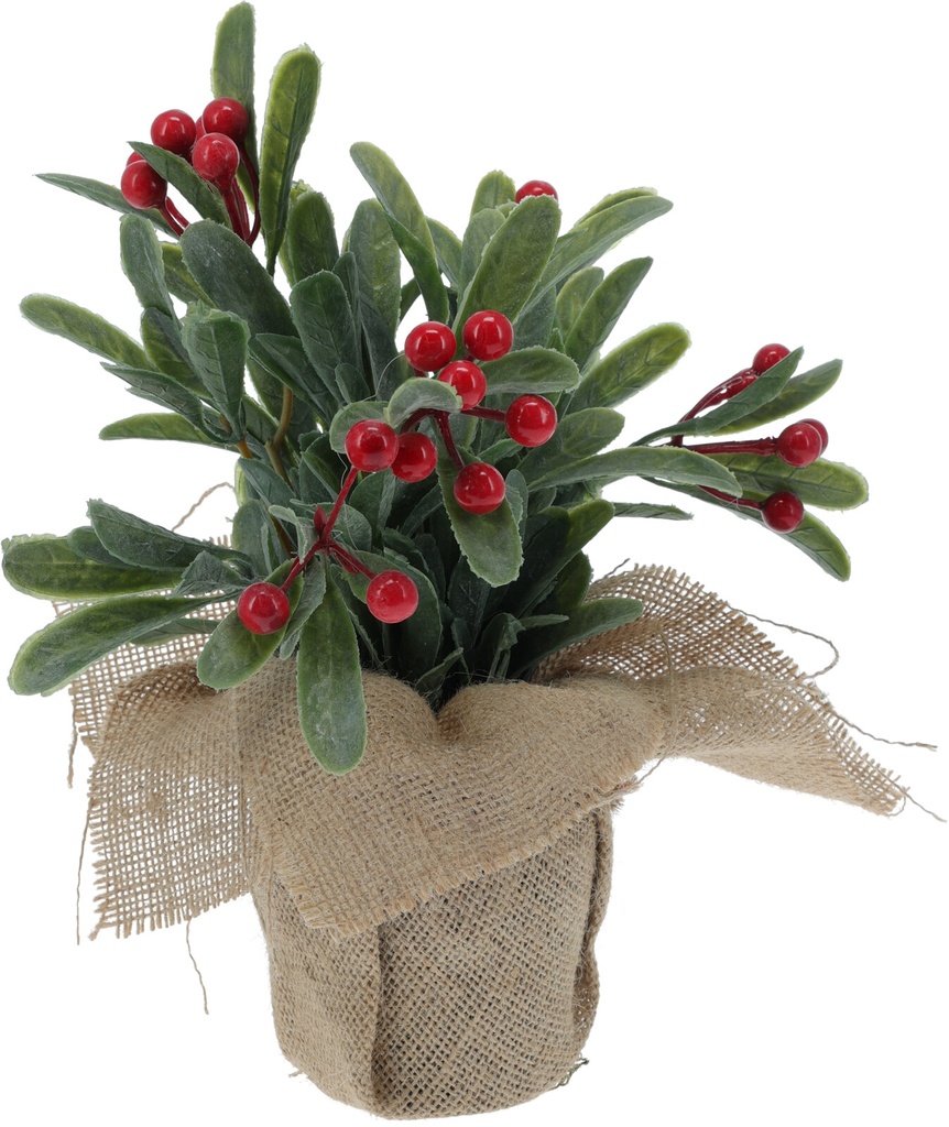 Plante de baie 23cm