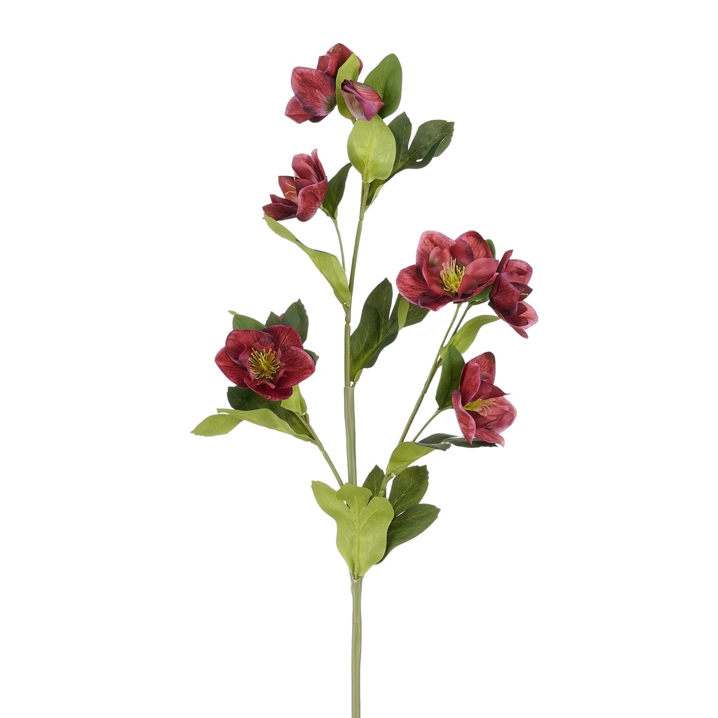 Helleborus bordeaux 80cm de long