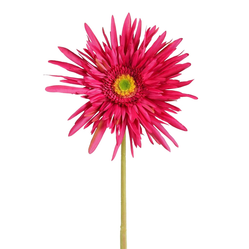 Gerbera fuchsia 70cm de long