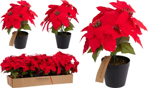 [KOO-MT1001040] Poinsettia en pot 30cm Rouge